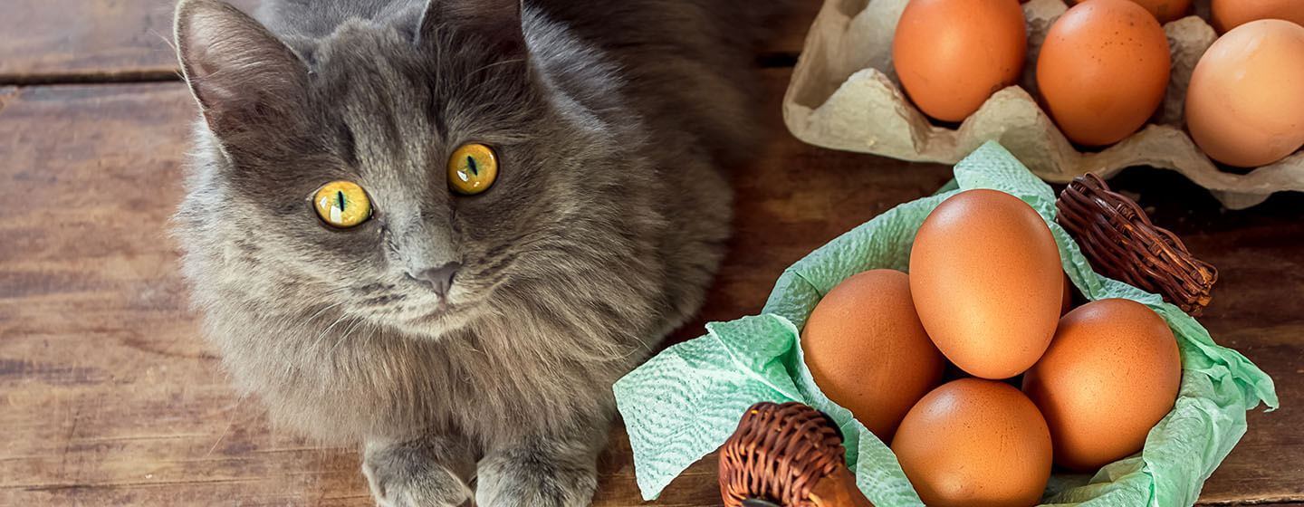 Can cats hotsell eat eggs